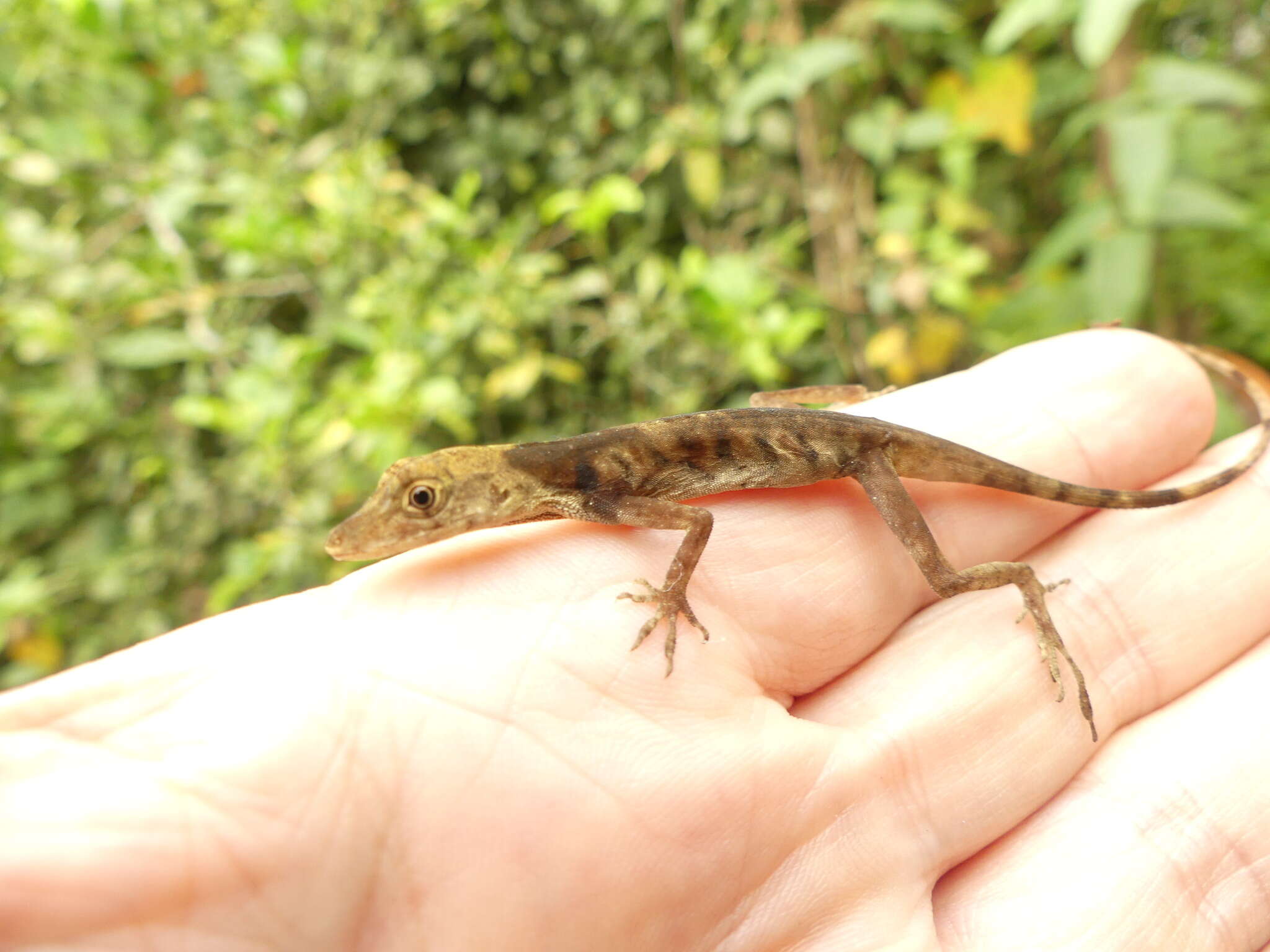 Image of Blotchbelly Anole