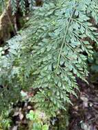 Image de Asplenium sphenotomum Hillebr.