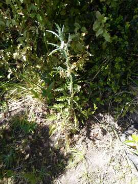 Image of Senecio glomeratus