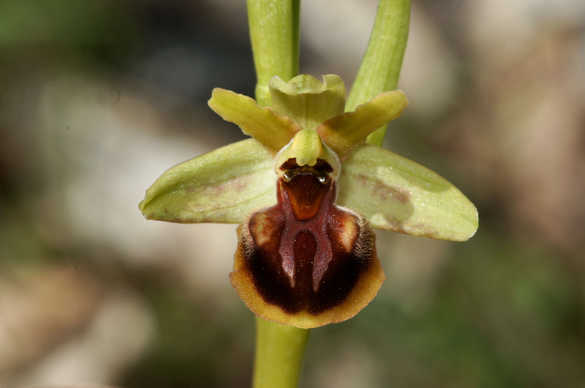 Image of Ophrys sphegodes subsp. epirotica (Renz) Gölz & H. R. Reinhard