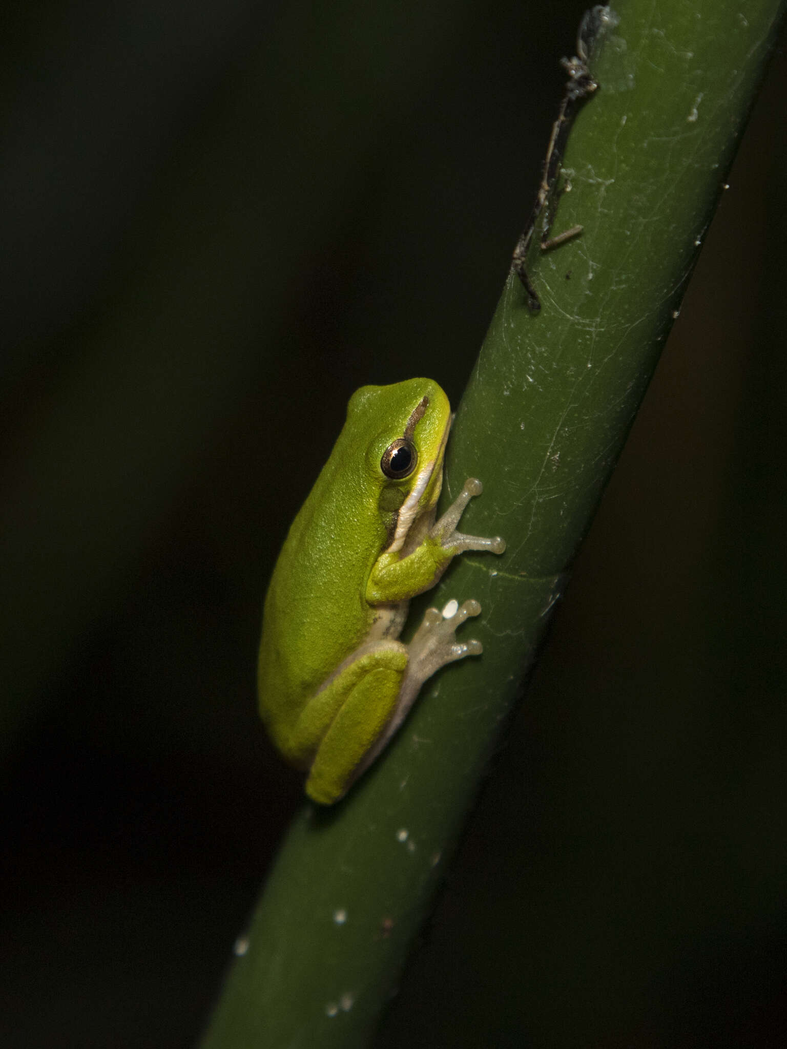 Image of Eastern Dwarf Tree Frog