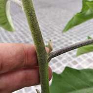 Image of orangeberry nightshade