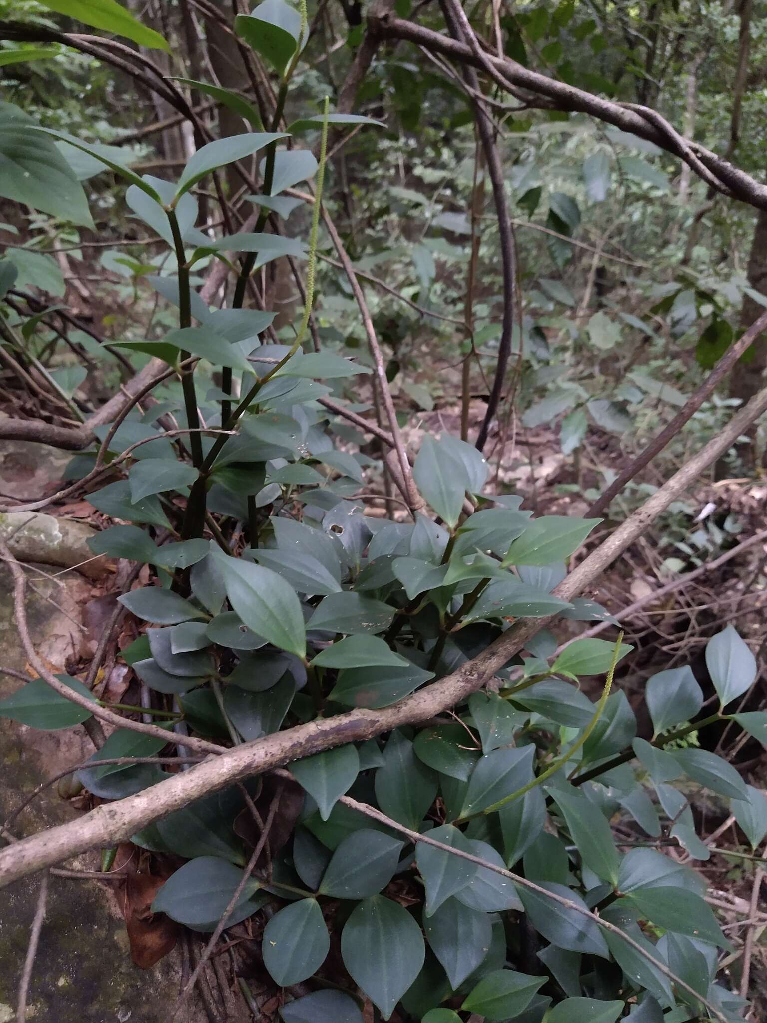 Image of Peperomia angustata Kunth