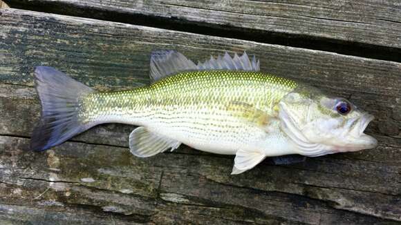 Image of Spotted bass