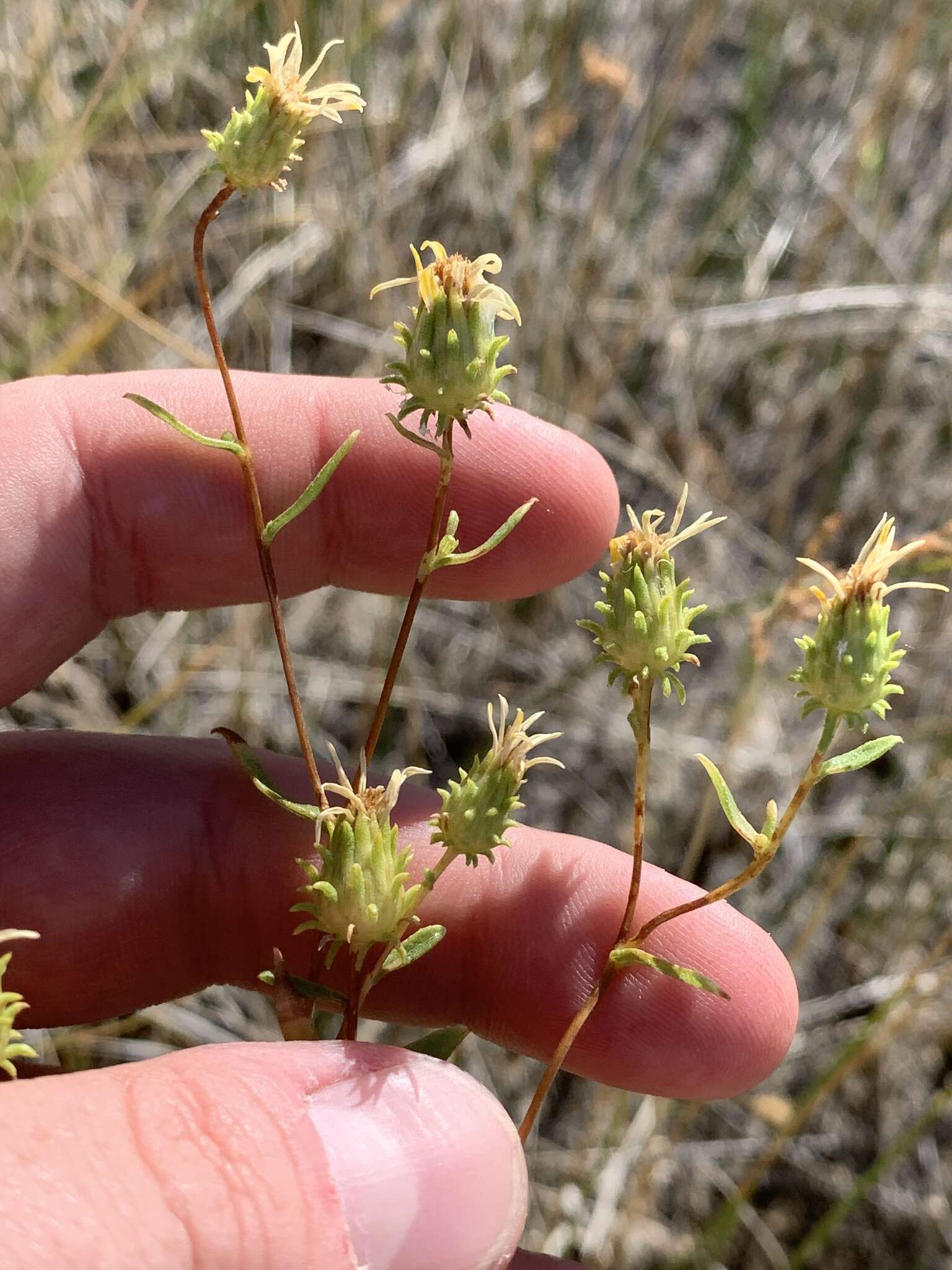 Image of Ash Meadows Gumweed