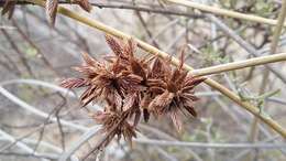 Imagem de Cyperus marginatus Thunb.