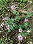 Image de Glandularia polyantha Umber