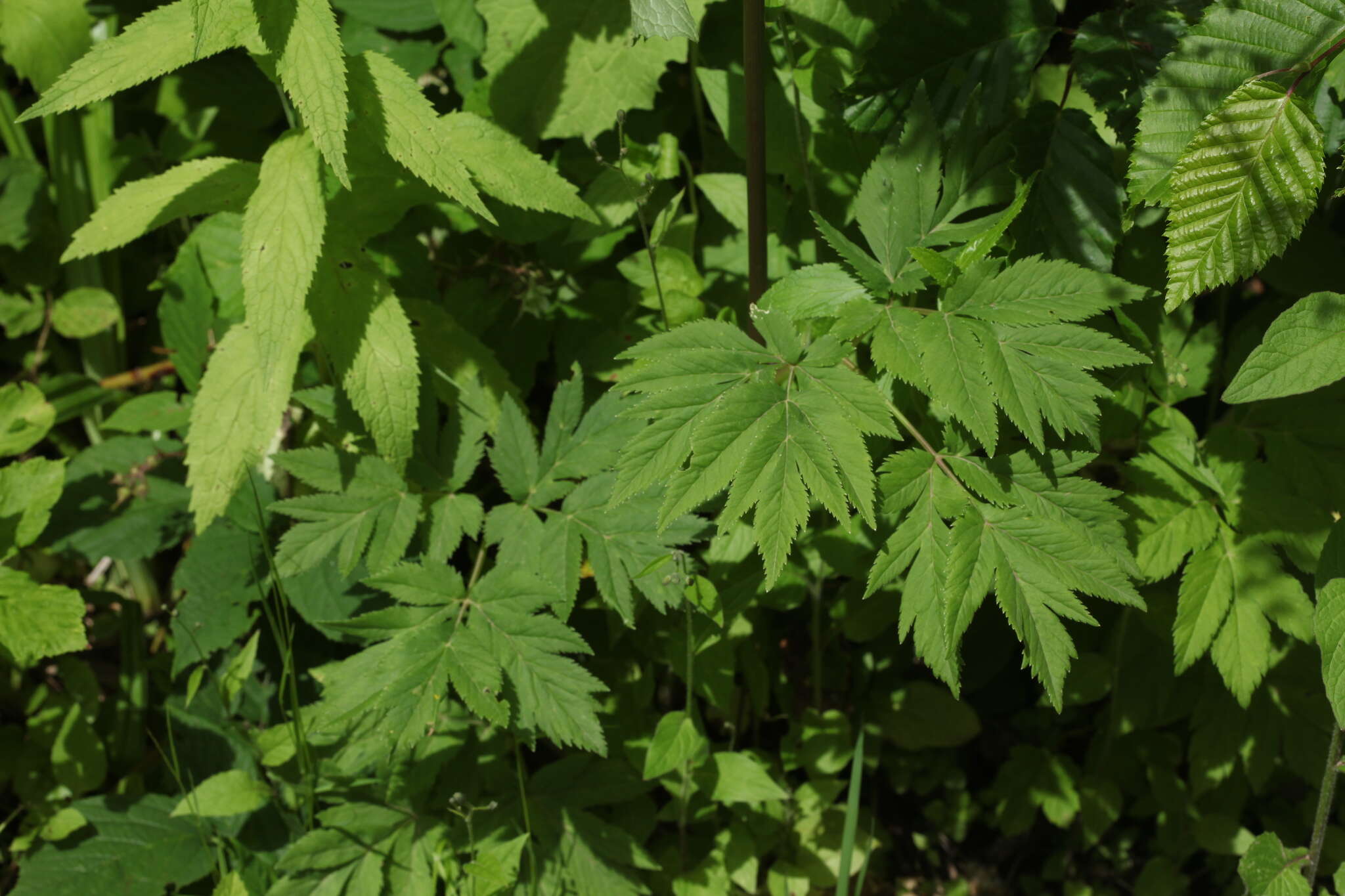 Selinum physospermifolium (Albov) Hand resmi