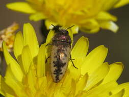 Sivun Acmaeodera pilosellae (Bonelli 1812) kuva