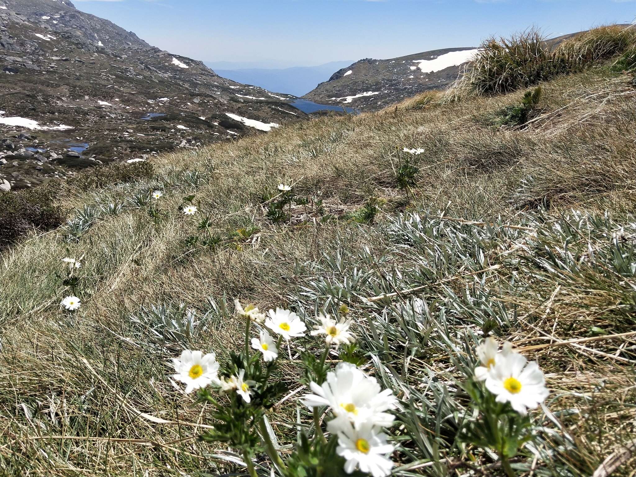 Imagem de Ranunculus anemoneus F. Müll.