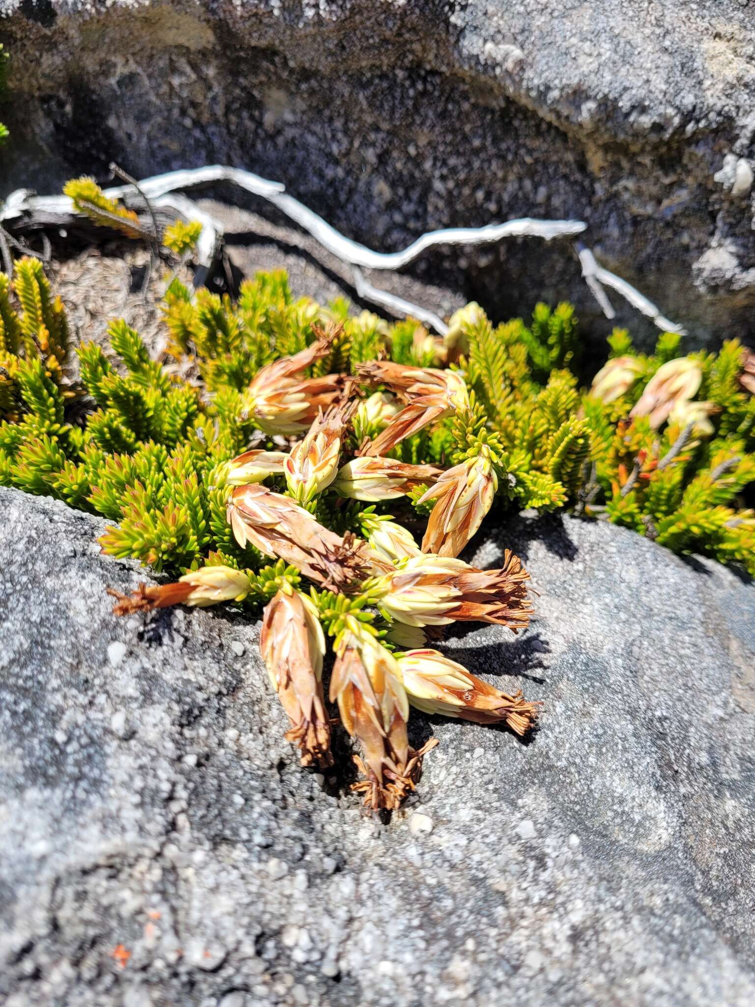 Image of Erica banksia subsp. banksia