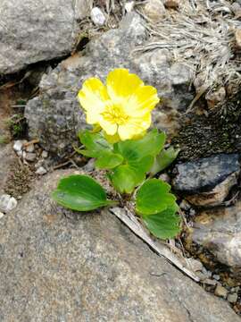 Image of Ranunculus altaicus Laxm.