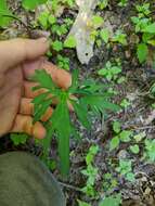 Слика од Viola subsinuata (Greene) Greene