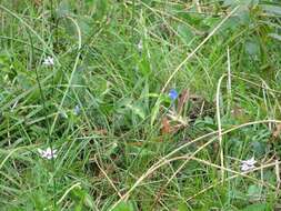 Image of Freesia laxa subsp. azurea (Goldblatt & Hutchings) Goldblatt & J. C. Manning