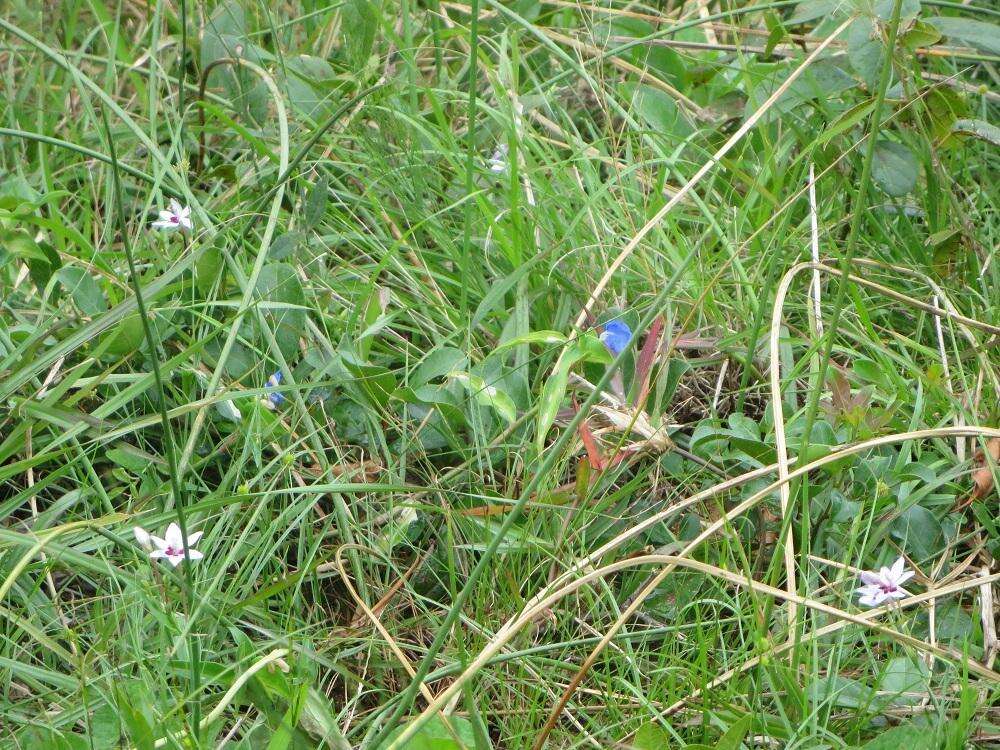 Image of Freesia laxa subsp. azurea (Goldblatt & Hutchings) Goldblatt & J. C. Manning