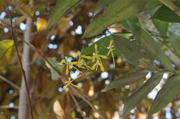 Image of Epidendrum veroscriptum Hágsater