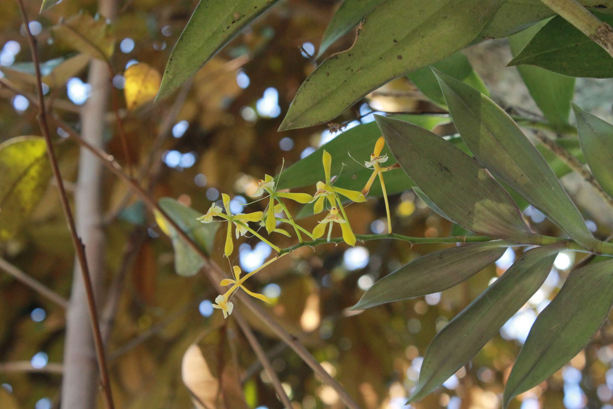 Image of Epidendrum veroscriptum Hágsater