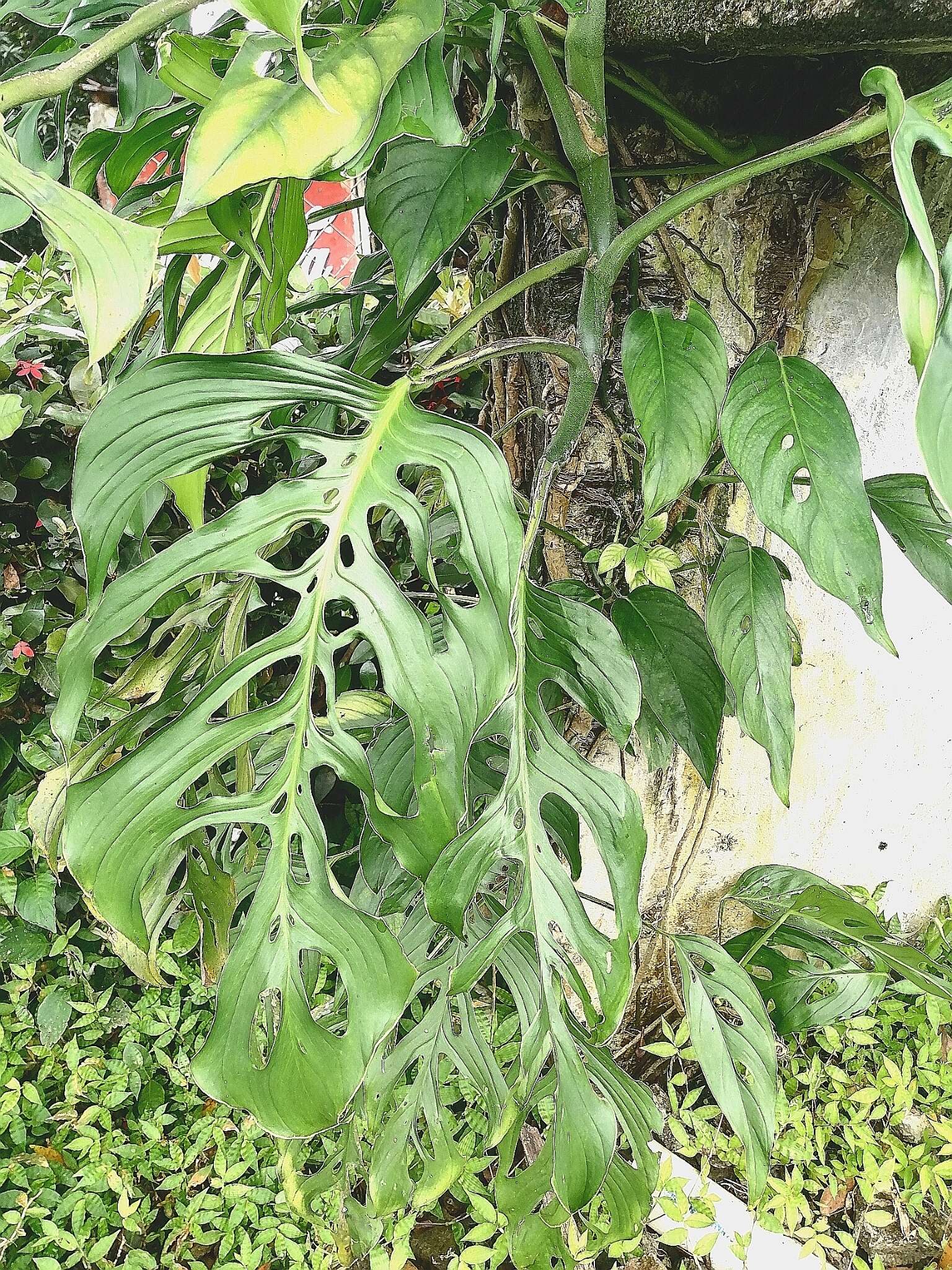 Monstera adansonii Schott resmi