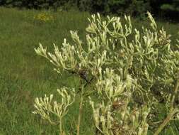 Eupatorium cordigerum (Fern.) Fern.的圖片