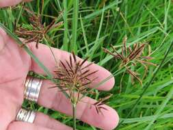 Imagem de Cyperus longus subsp. longus