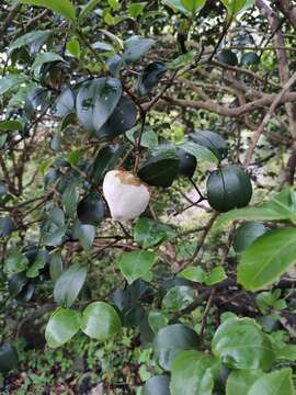 Image of Exobasidium camelliae Shirai 1896