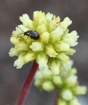 Image of Crassula pubescens Thunb.