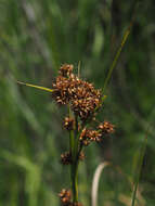 Image of Fen Sedge