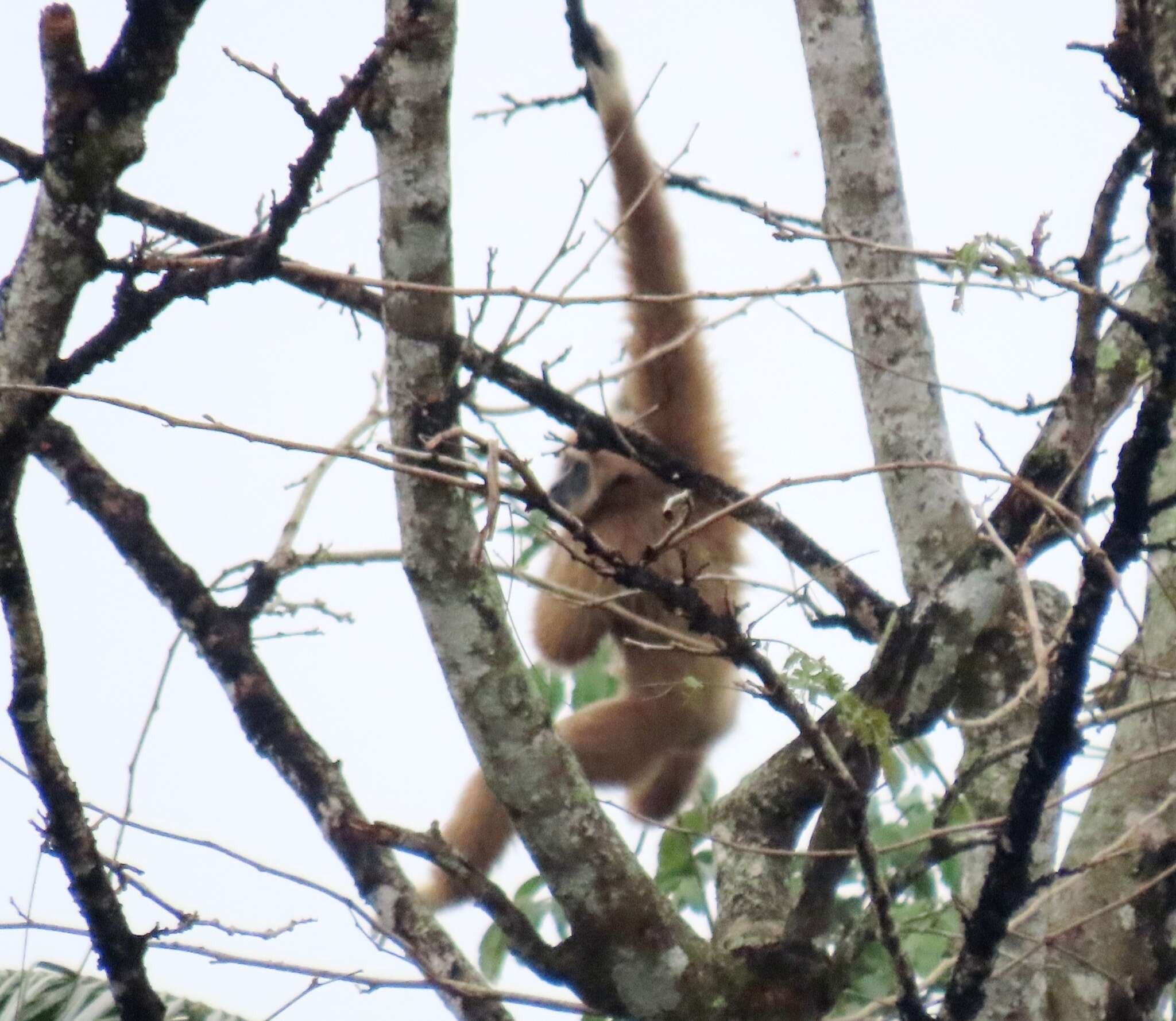 Image of Malayan lar gibbon