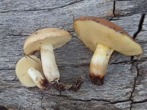 Image of Suillus kaibabensis Thiers 1976