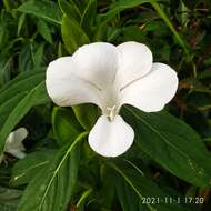 Barleria grandiflora Dalz.的圖片