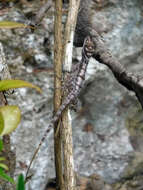 Image of Cave Anole