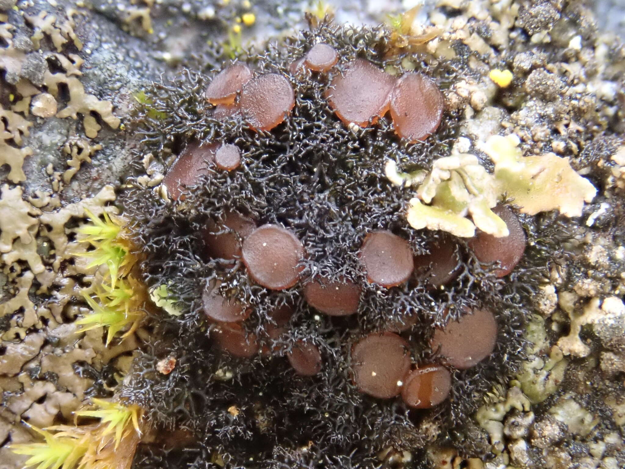 Image of Woollybear lichens