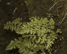 Image of Cystopteris fragilis var. apiiformis (Gand.) Blasdell