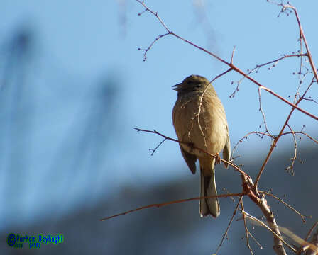 Image of European Rock Bunting