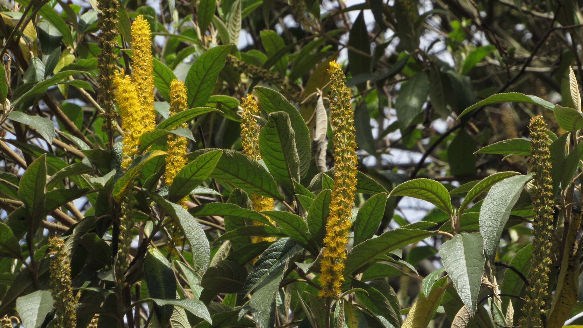 Image of Abatia parviflora Ruiz & Pav.