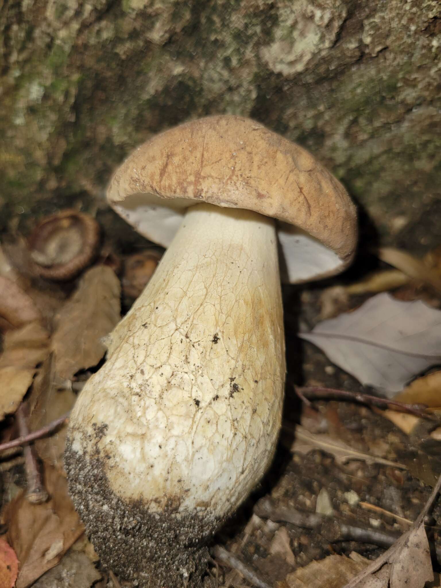 Imagem de Boletus nobilissimus Both & R. Riedel 2000