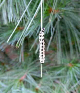 Image of White Pine Sawfly