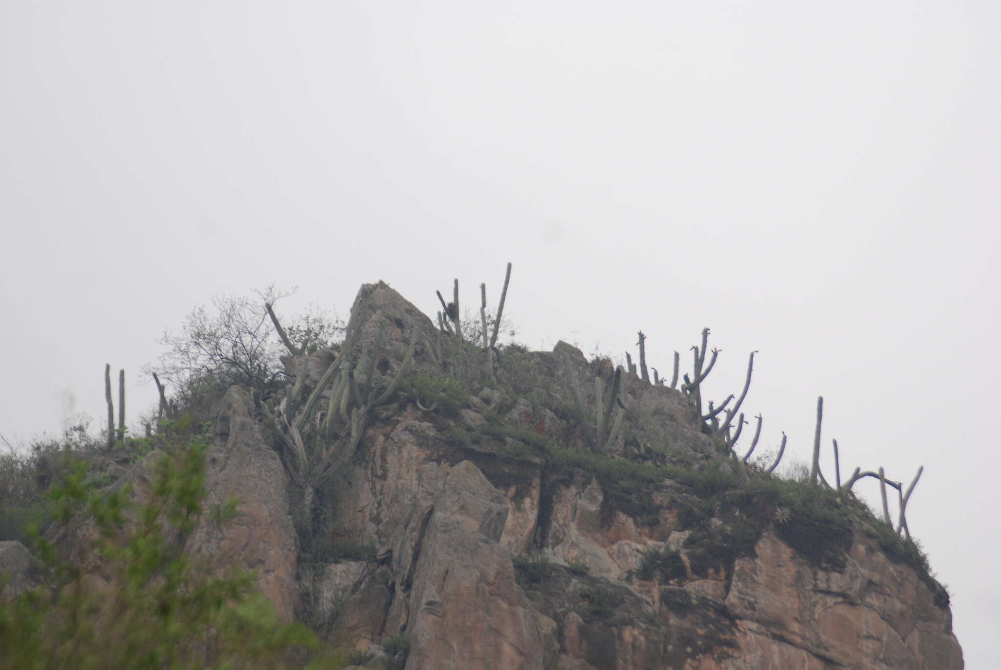 Image de Trichocereus macrogonus var. peruvianus