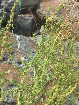 Chenopodium acuminatum Willd.的圖片