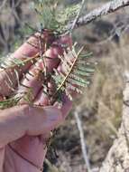 Vachellia bidwillii (Benth.) Kodela resmi