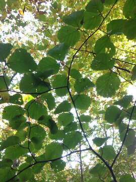 Imagem de Hamamelis virginiana L.