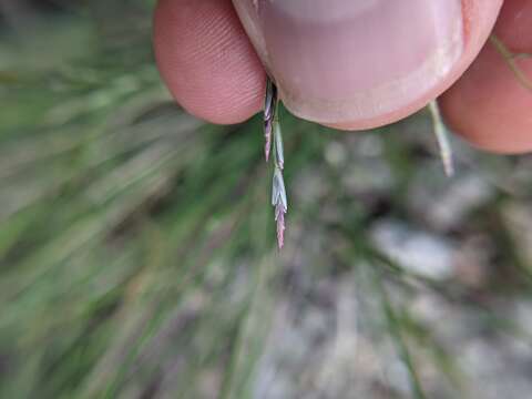 صورة Tridens buckleyanus (L. H. Dewey) Nash