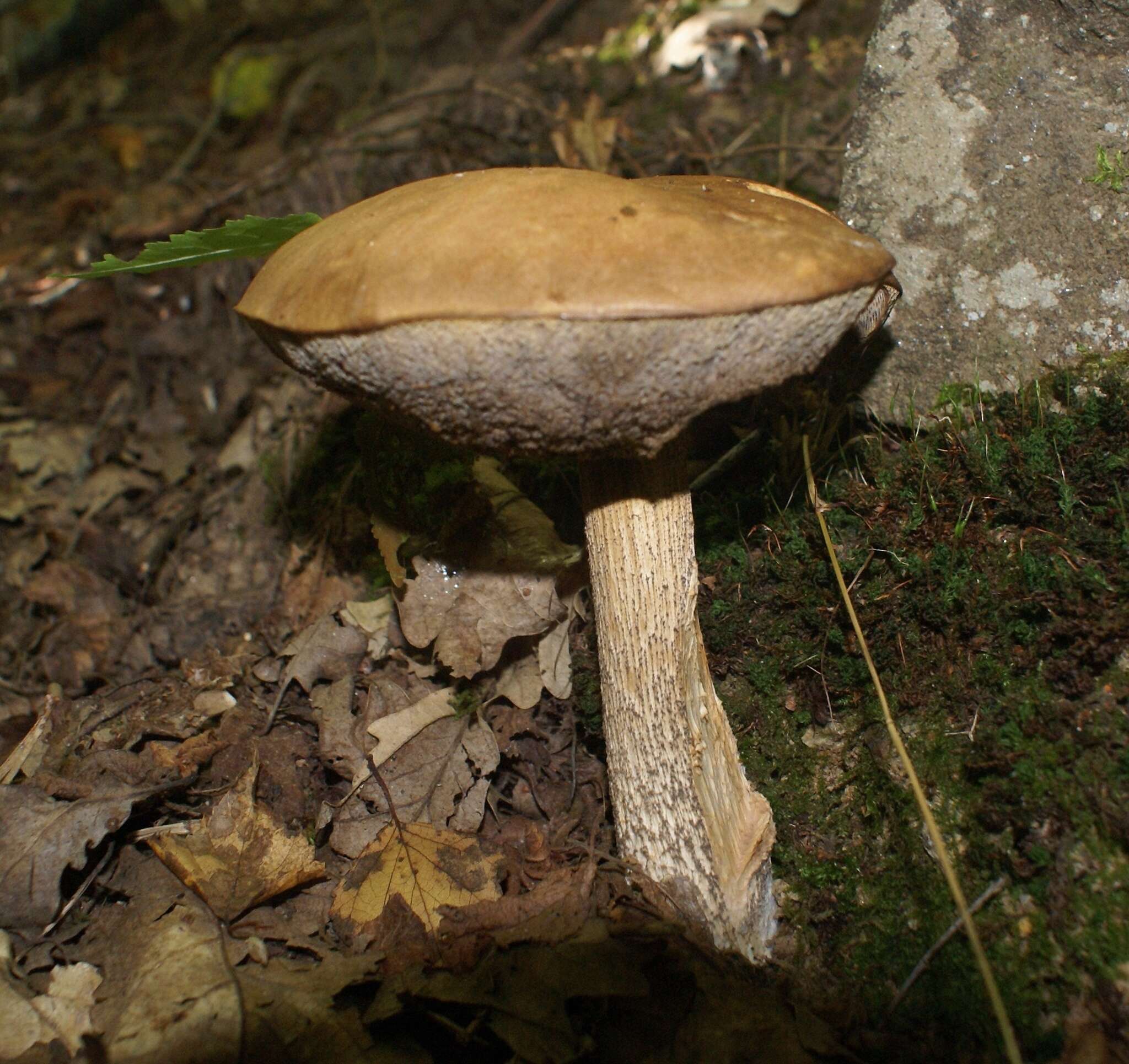 Image of Leccinellum pseudoscabrum (Kallenb.) Mikšík 2017