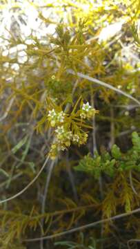 Image of Thesium leandrianum Cavaco & Keraudr.