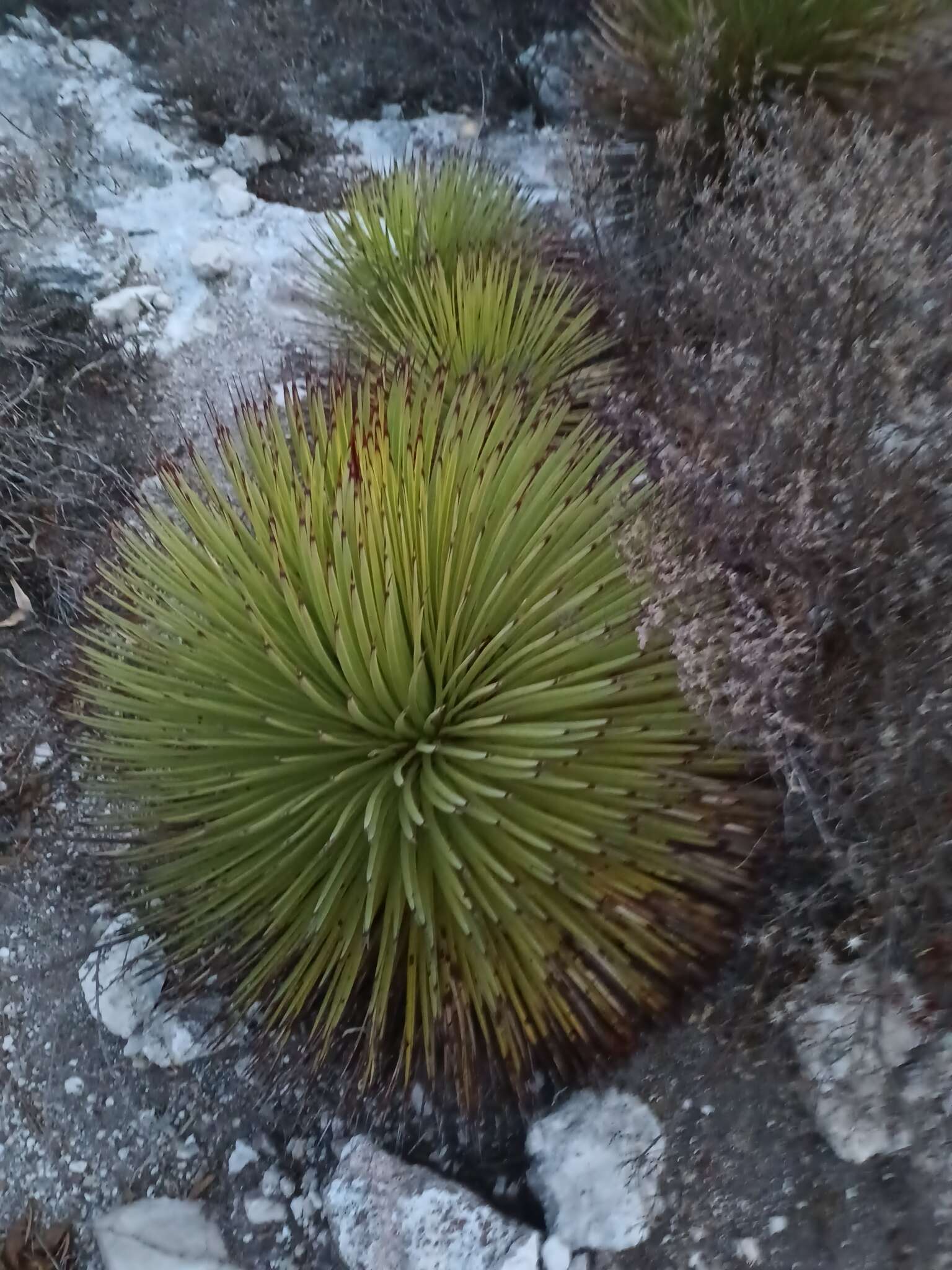 Image of Hedgehog Agave