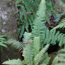 Image of widespread rockcap fern