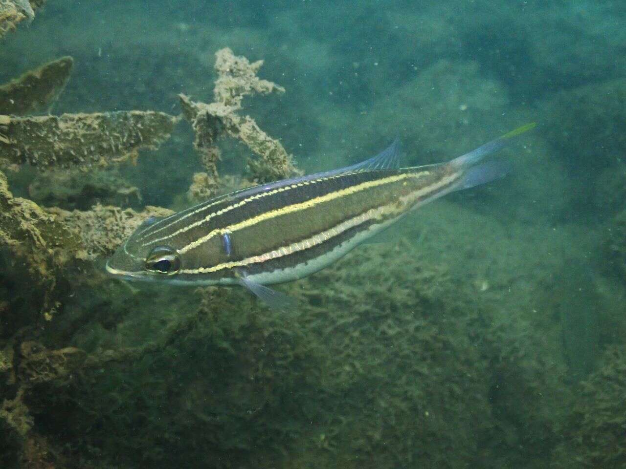 Image of Threadtail bream