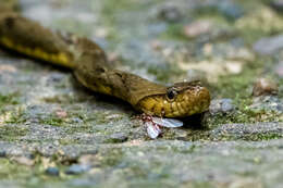 Image of False Fer-de-lance