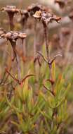 Image of Lampranthus tenuifolius (L.) N. E. Br.