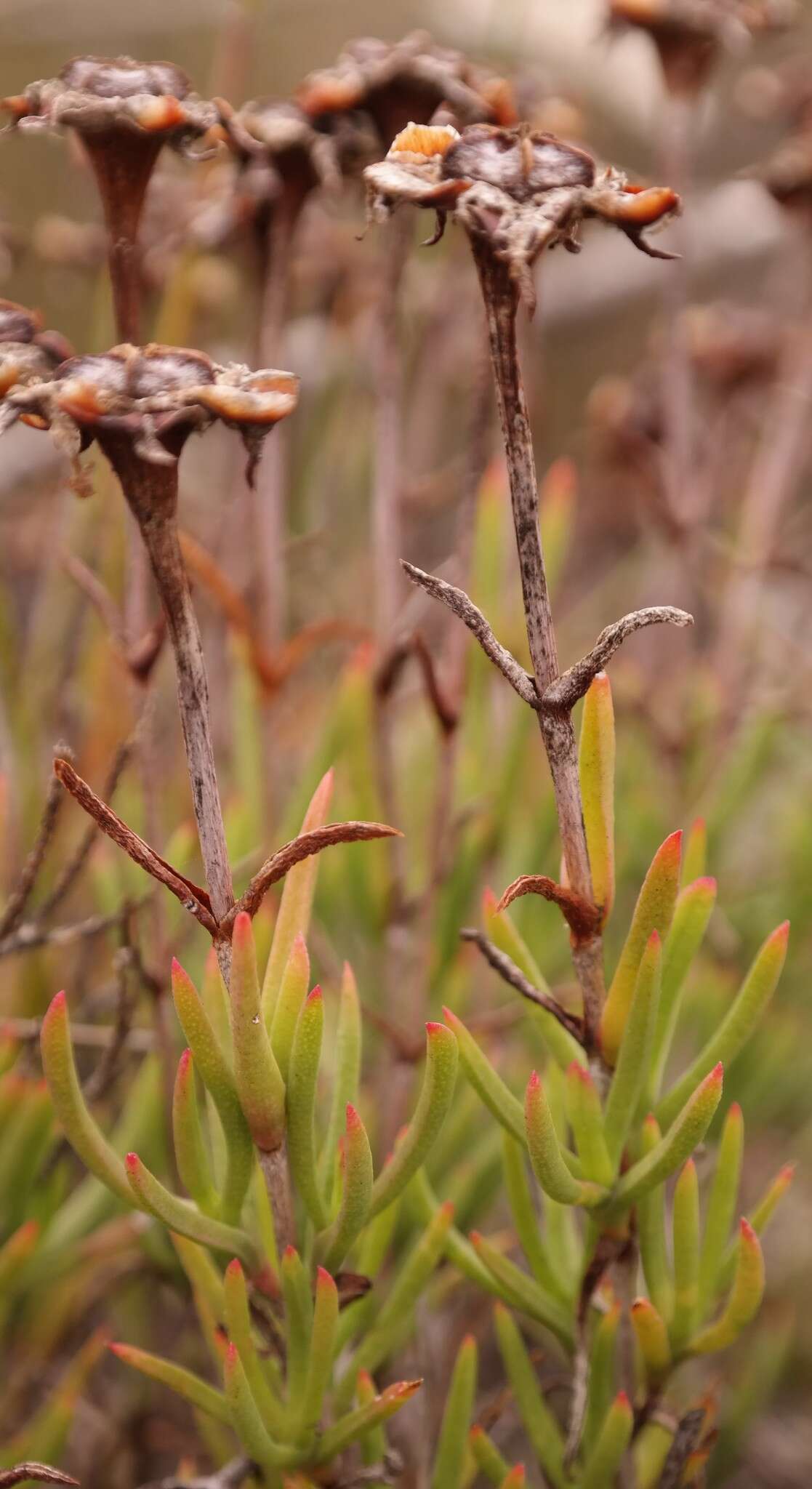 Image of Lampranthus tenuifolius (L.) N. E. Br.